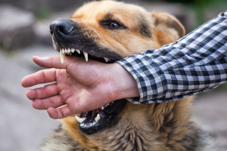 ARE YOU A VICTIM OF A DOG BITE?