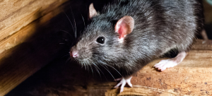 How To Get Rid Of Unwanted Rodents From Your Home