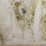 4 Ways That Things Will Be Better After a Mold Removal Fairfax