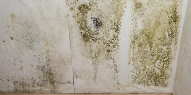 4 Ways That Things Will Be Better After a Mold Removal Fairfax