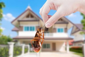 What Do You Need to Know About Termites?